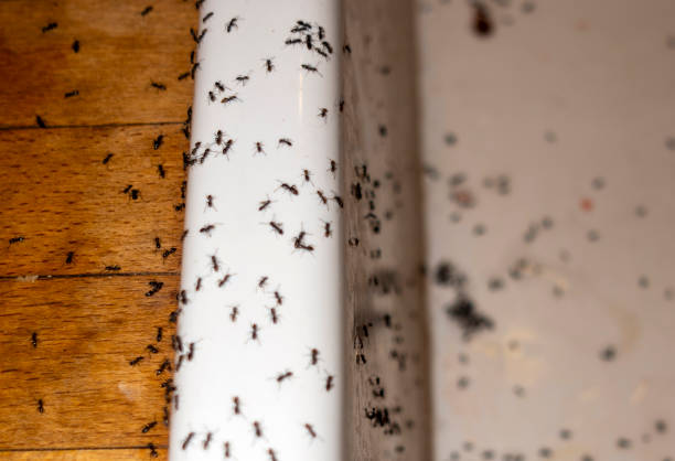 Best Best Pest Control Near Me  in Bowie, MD